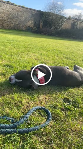 Customer video review of 4cm Combat® Collar | Handle & Rated Clip - Bubblegum