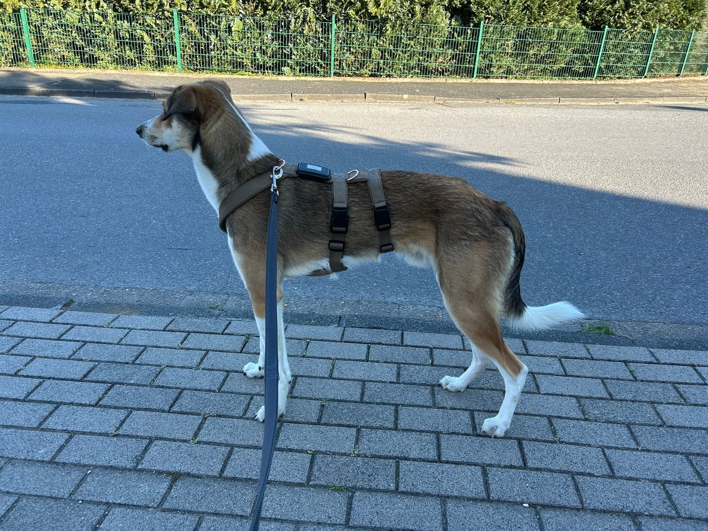 Customer photo review of Sicherheitsgeschirr FUN "Golden Sand"