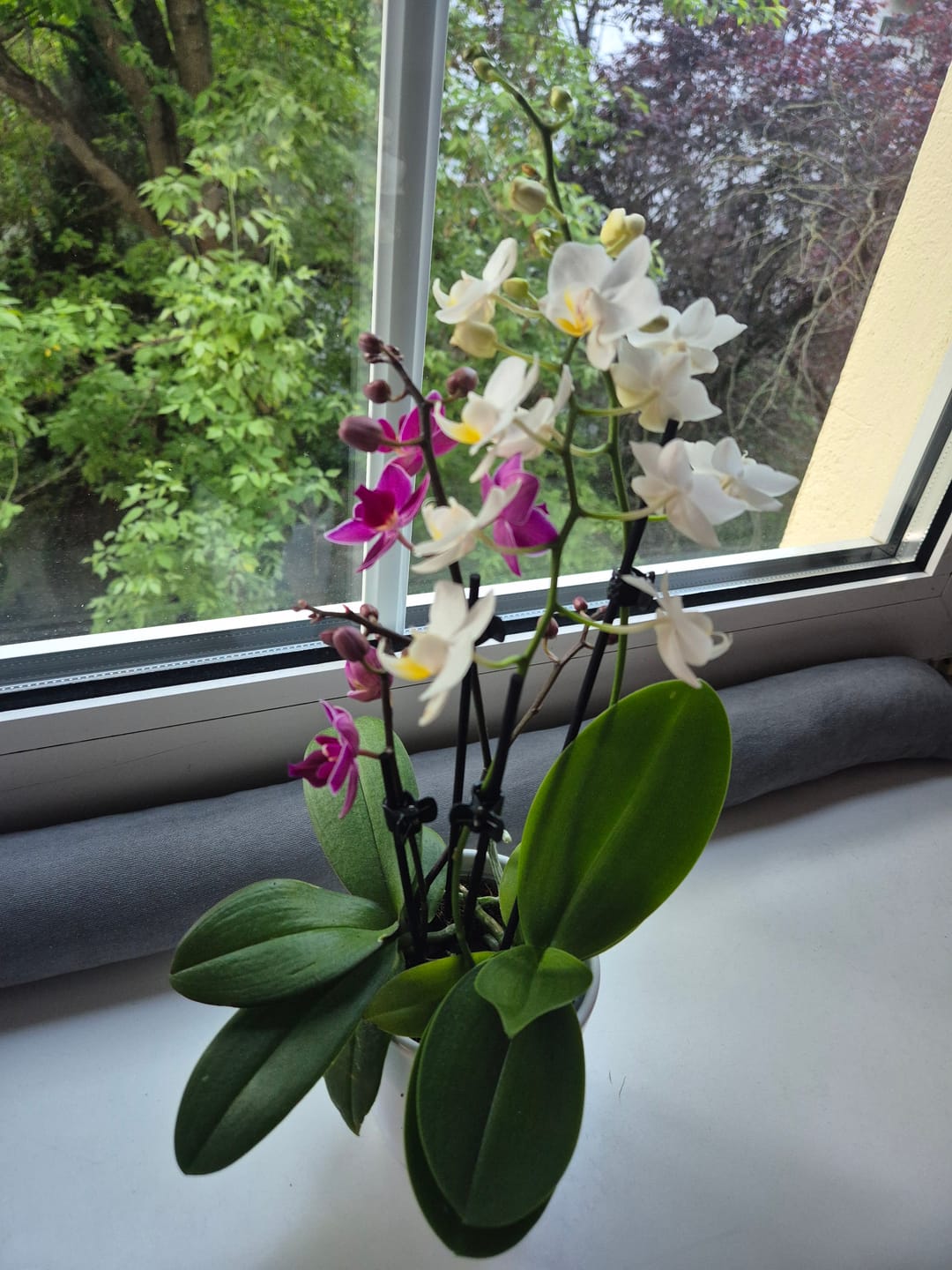 Customer photo review of Cocktail Orchideen im 2er Set mit 3+ Rispen inkl. Keramik