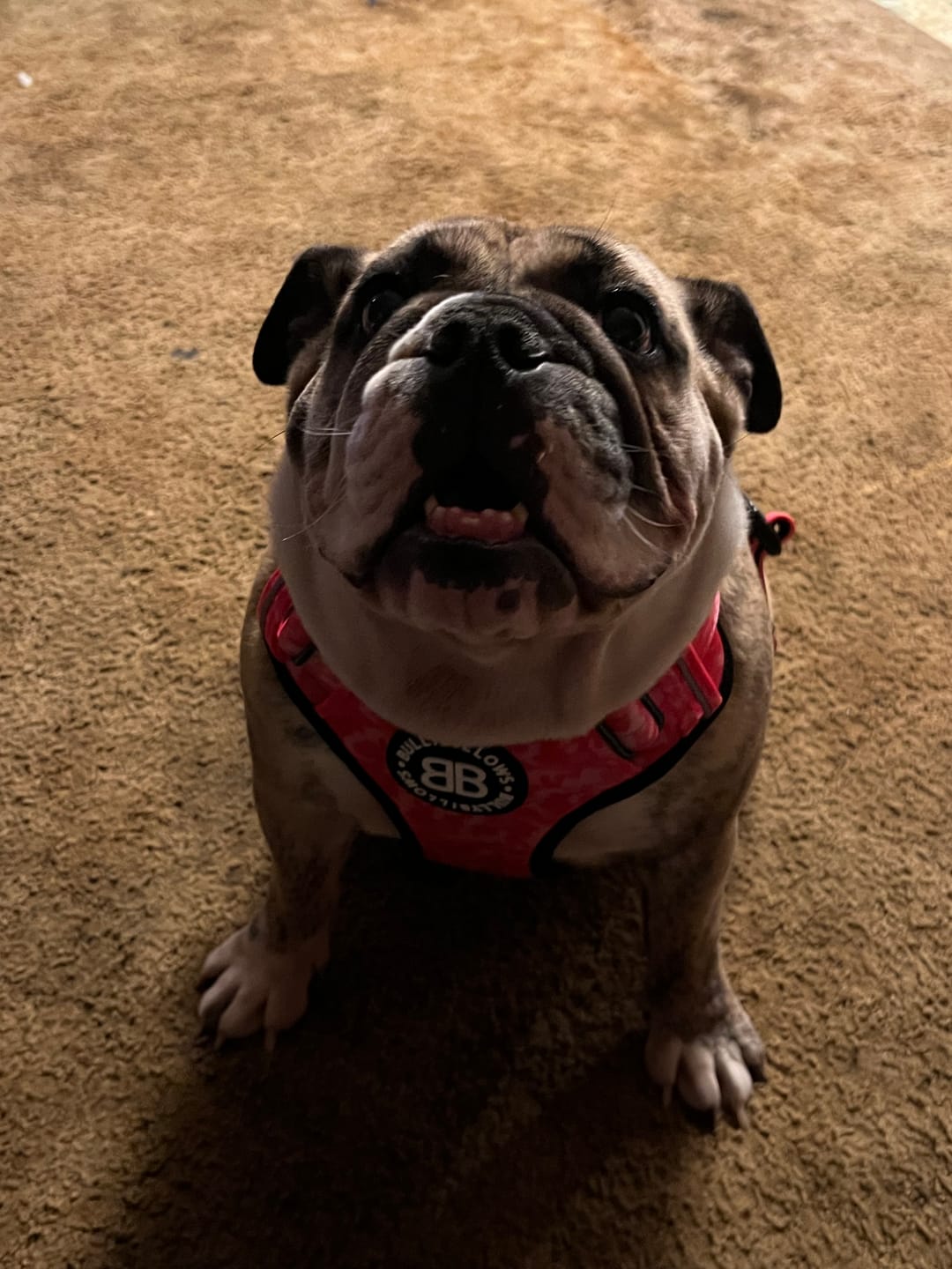 Customer photo review of Comfort Premium Harness | Non Restrictive - Bubblegum