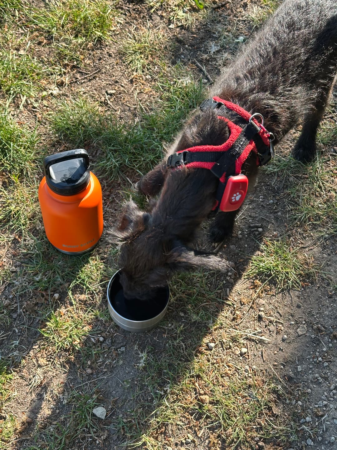 Customer photo review of MAX 900ml - 3 in 1 Portable Travel Water Buddy Bottle For Dogs