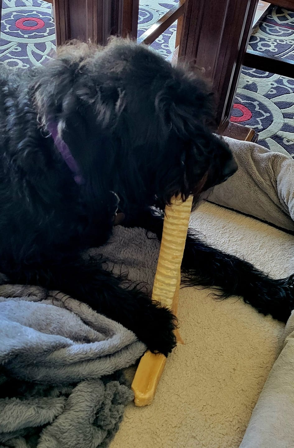 Customer photo review of 12 Inch Beef Trachea