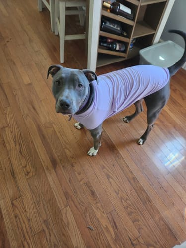 Customer photo review of Sunblock Dog T-Shirt - Purple