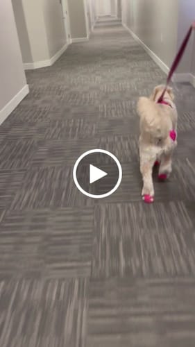 Customer video review of WagWellies® Mojave