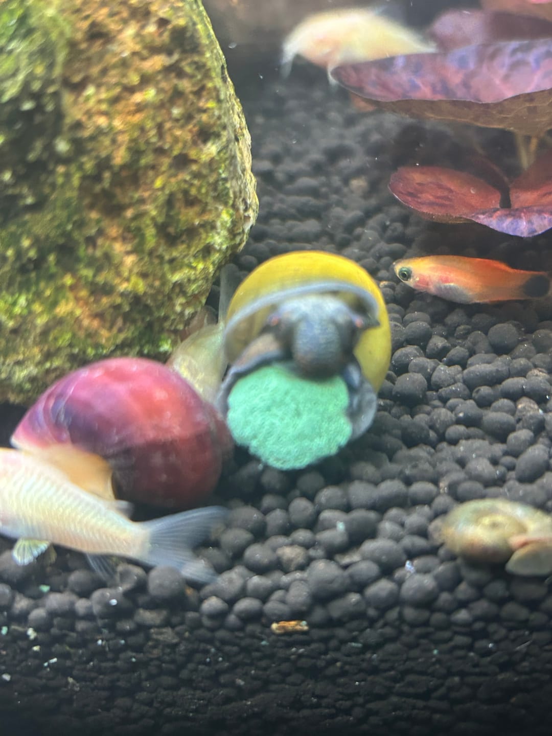 Customer photo review of Mystery Snail Mix (3 pack)