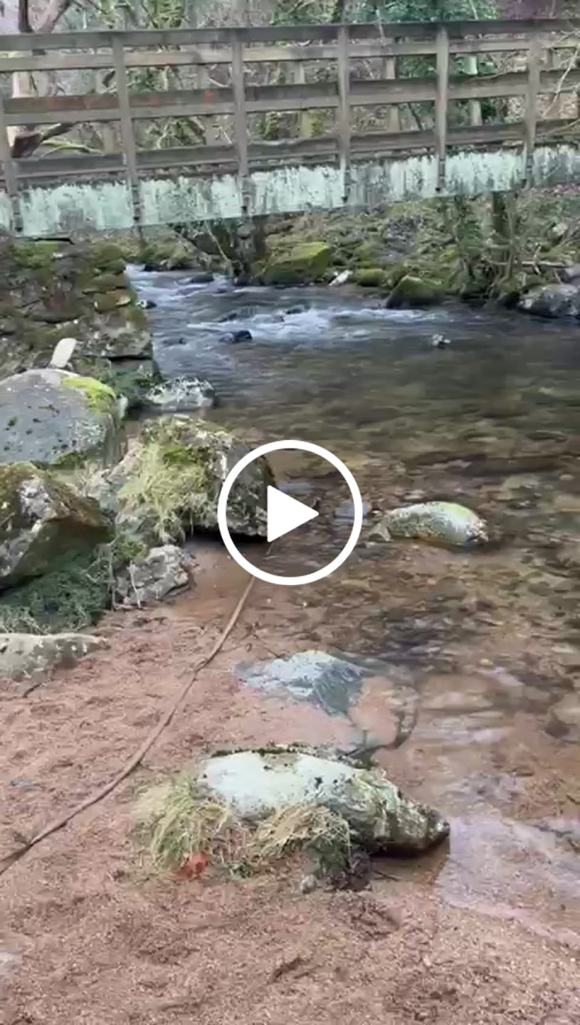 Customer video review of Rechargeable Anti Bark Training Collar - Sound & Vibration - No Shock