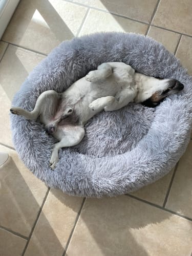 Customer photo review of Puppery Hundebett Wolke 7 - Das Original