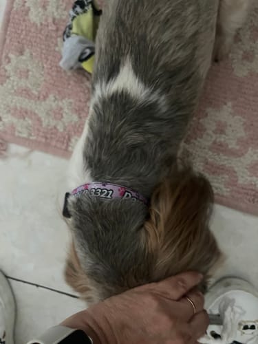 Customer photo review of Collar personalizado para Mascota: Lila