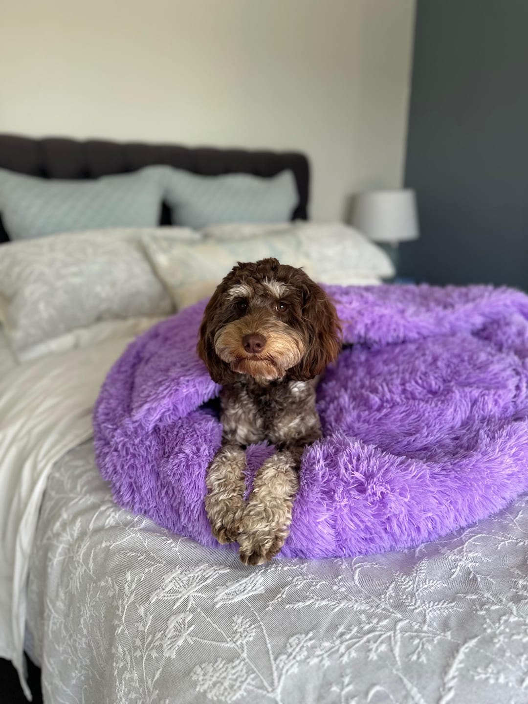 Customer photo review of Oodle-Doo Burrow Bed