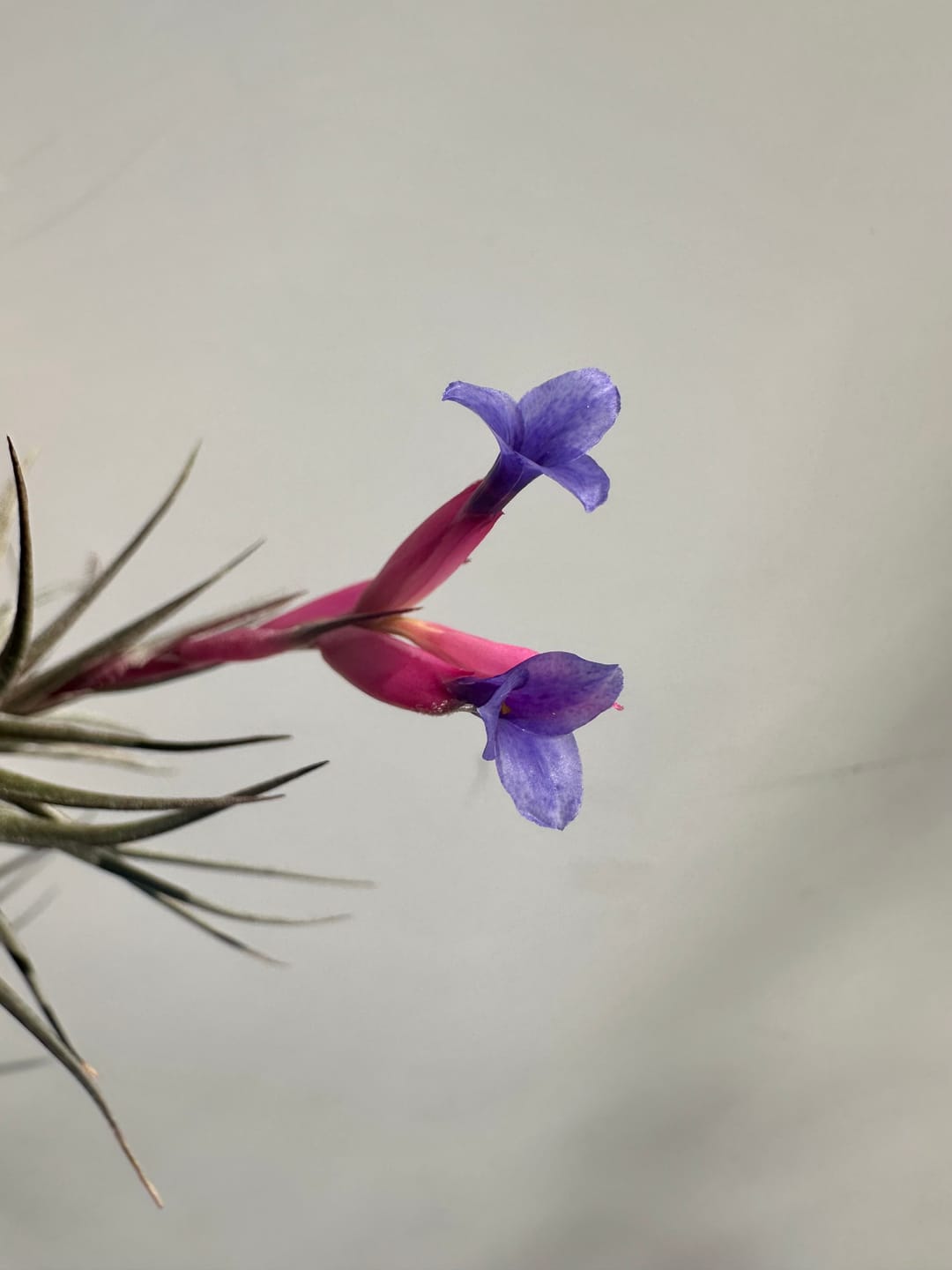 Customer photo review of Aeranthos Mini Purple Form