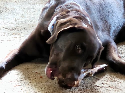 Customer photo review of Large Ostrich Cane (11.5" x 5"): The Ultimate Long-Lasting Chew for Medium, Large & XL Dogs