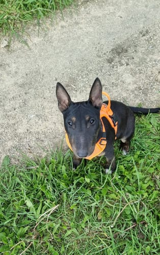 Customer photo review of Active Harness | With Handle & Reflective - Orange