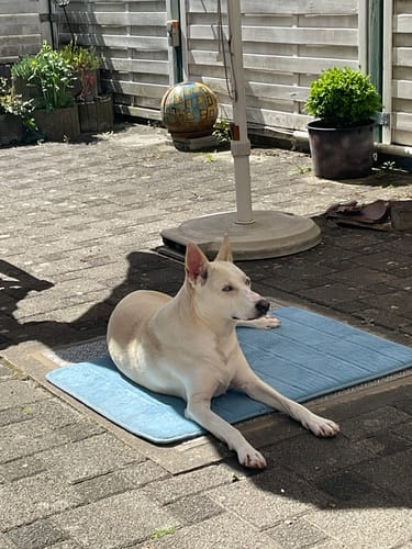 Customer photo review of Lucky Belly