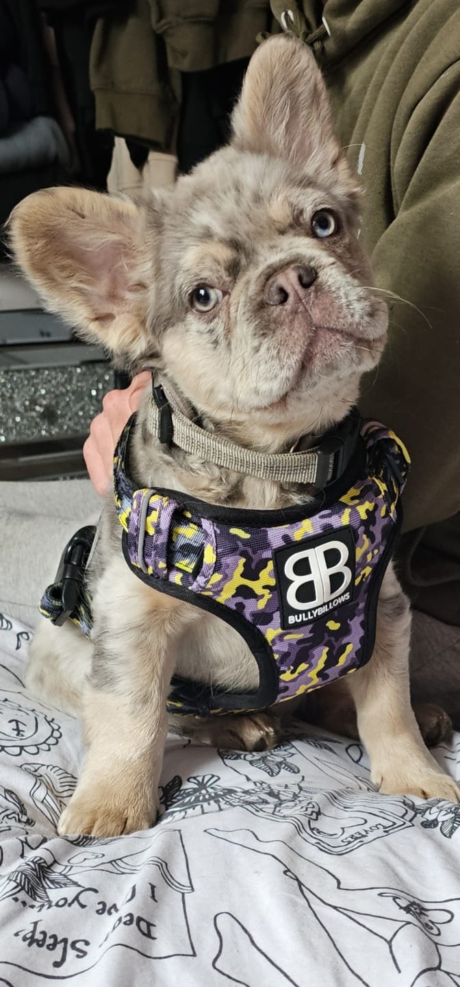 Customer photo review of Comfort Premium Harness | Non Restrictive - Lightning