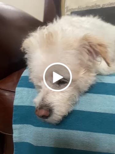 Customer video review of Petsmont Buddy Guard Small Dog