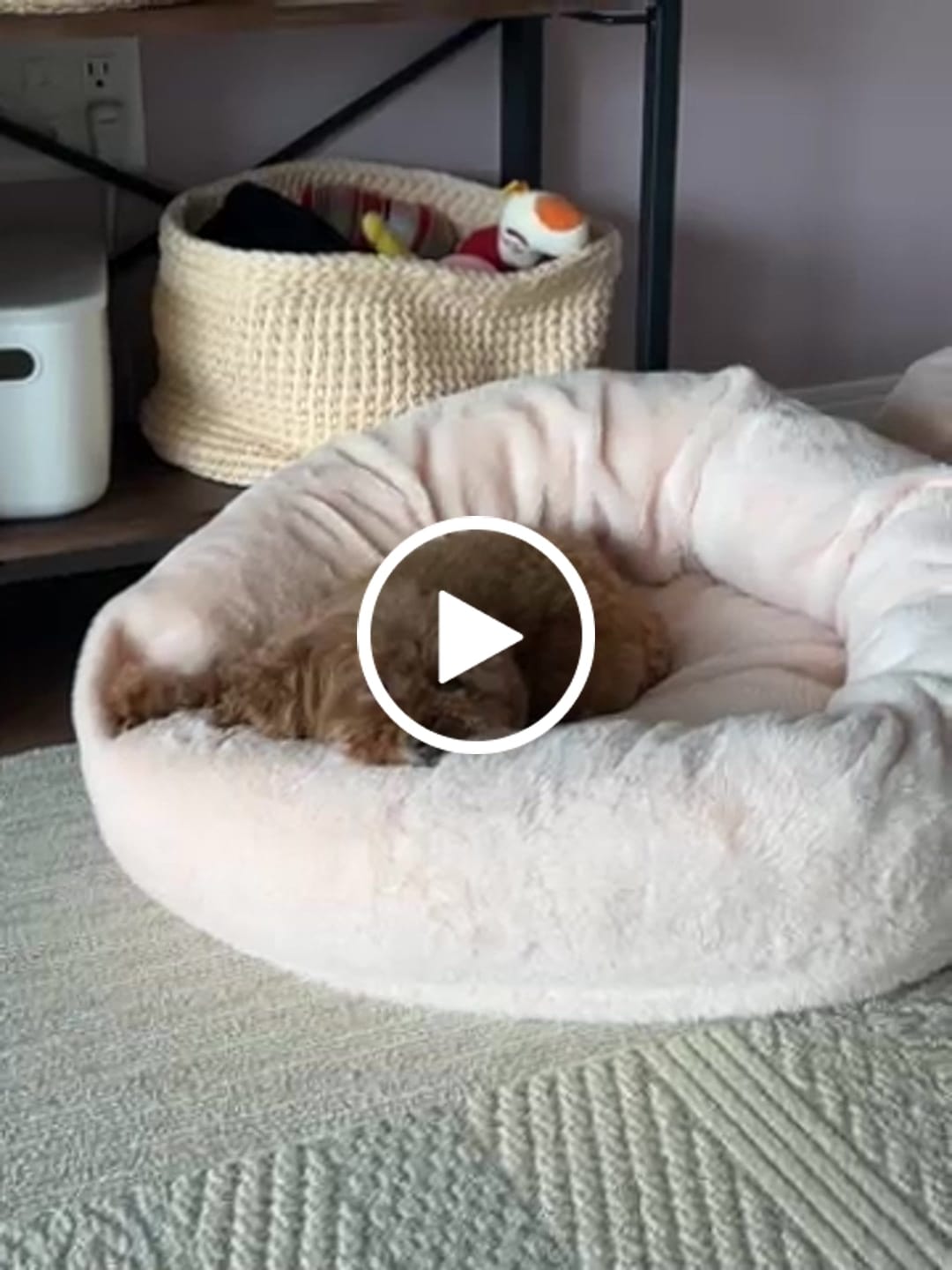 Customer video review of 替えカバー（日本製クッションベッド専用）