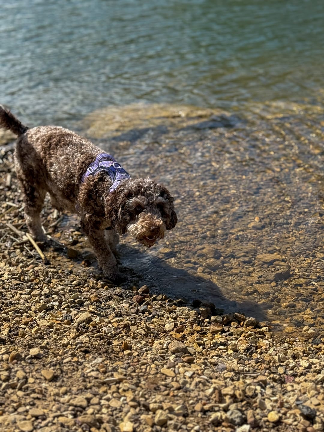 Customer photo review of Disney© Tough Trails™ Harness - Bambi + Friends Lilac