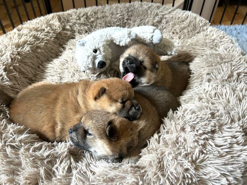 Customer photo review of Puppery Hundebett Wolke 7 - Das Original