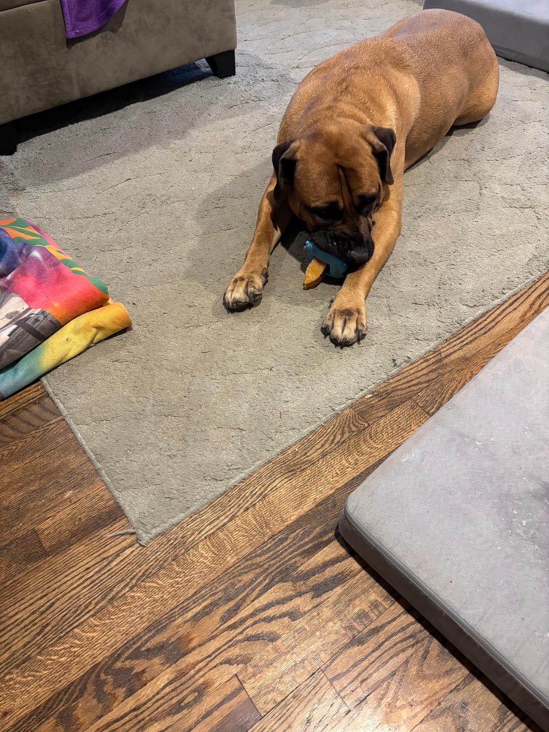 Customer photo review of Himalayan Yak Chew (MEGA)
