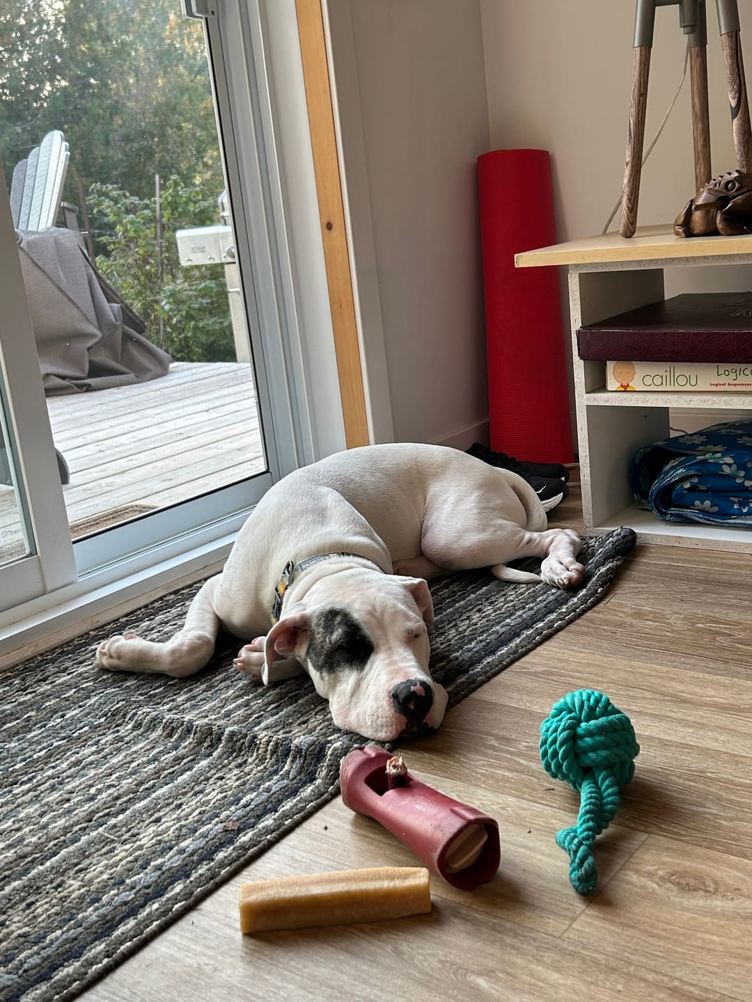Customer photo review of Strawberry Himalayan Yak Chew (MEDIUM)