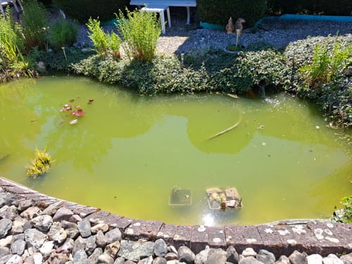 Gartenteich mit deckend gr&uuml;nem Wasser, der Boden ist nicht zu erkennen