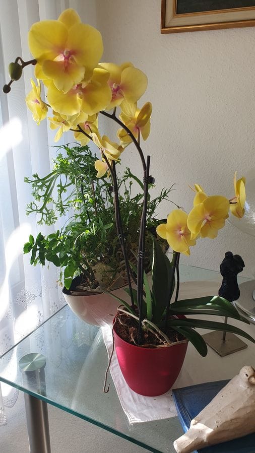 Customer photo review of Große Two of Us Manta Palau mit gelben Blüten und 3 Rispen