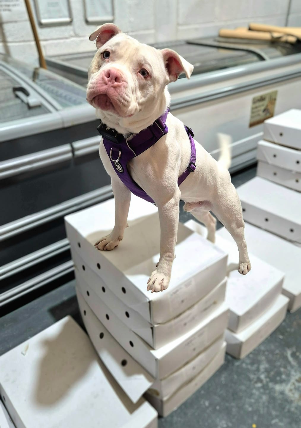 Customer photo review of Air Harness | Anti-Pull & With Handle - Purple