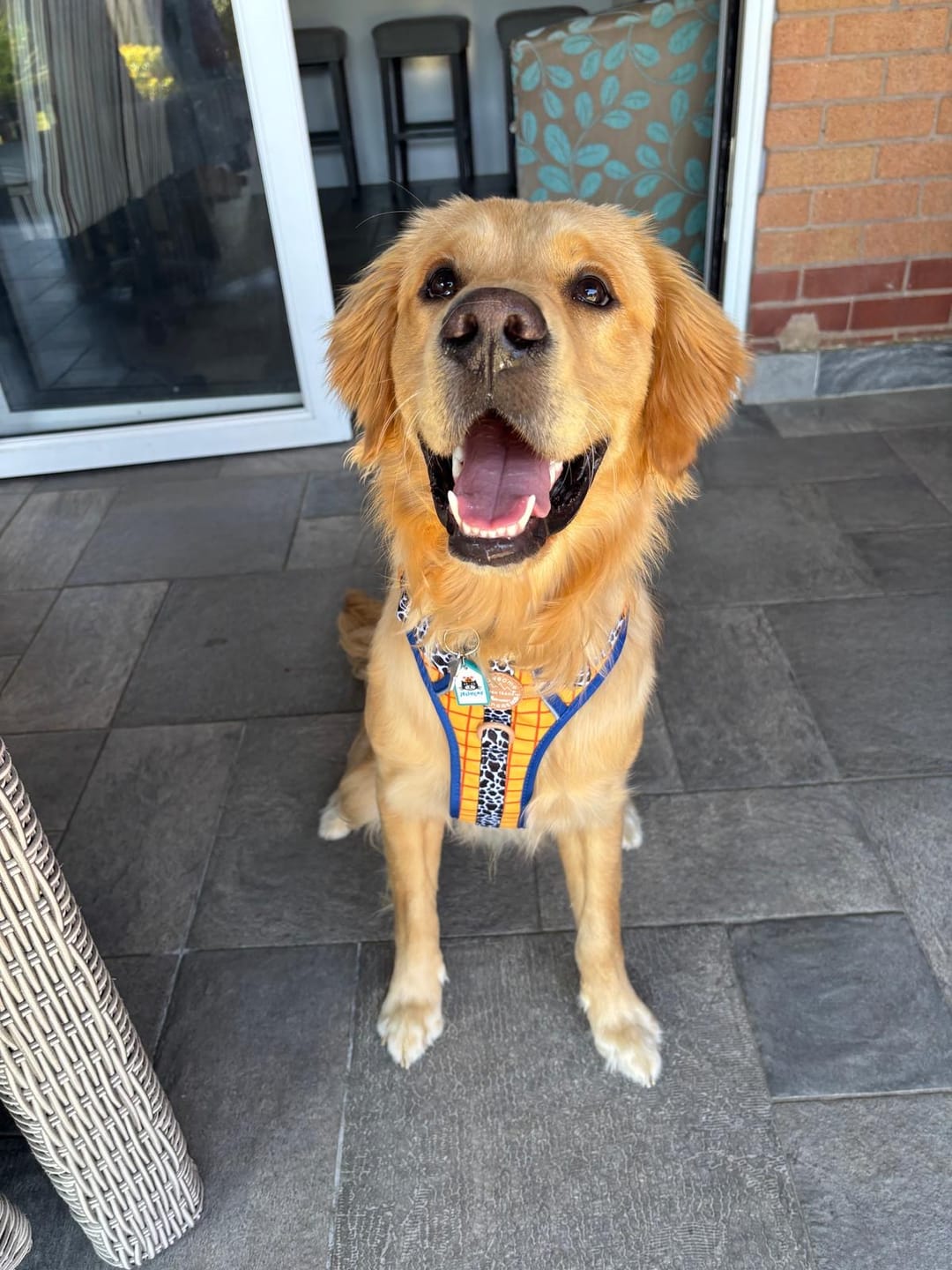 Customer photo review of Disney© Tough Trails™ Harness - Woody