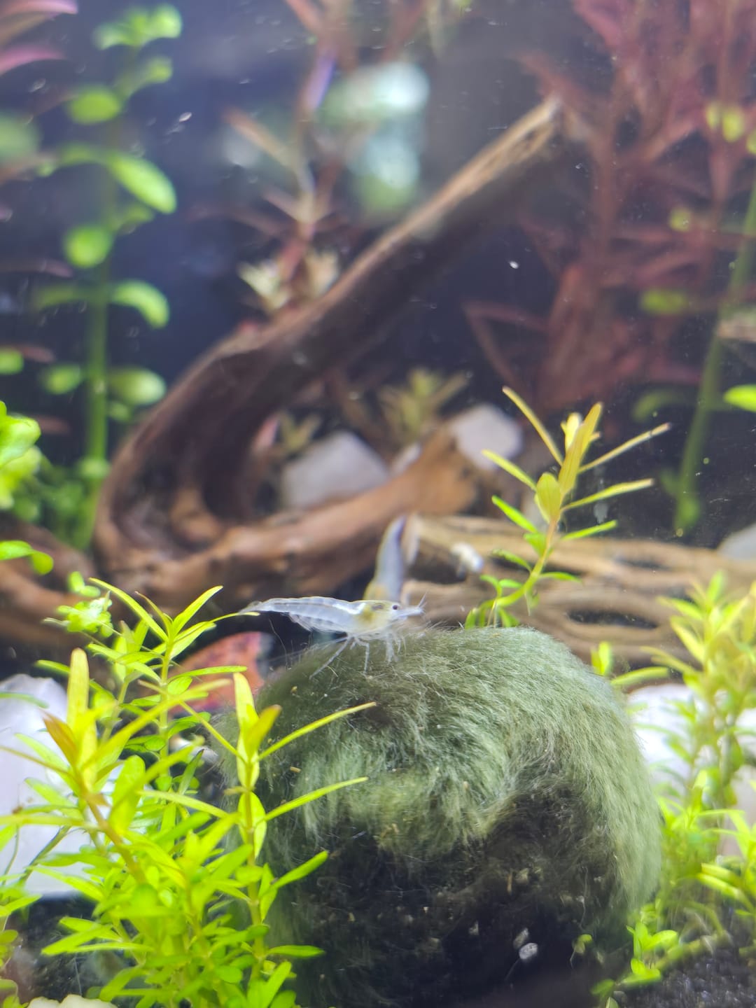 Customer photo review of Snowball Shrimp
