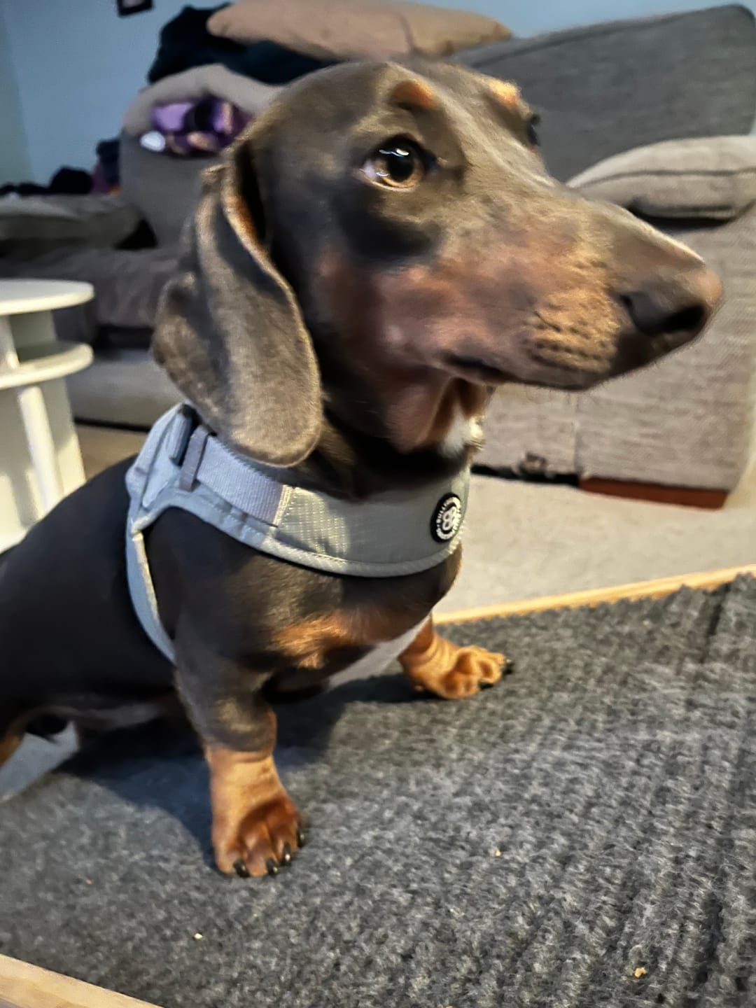Customer photo review of Boomerang Harness - XS-M Breeds - Grey
