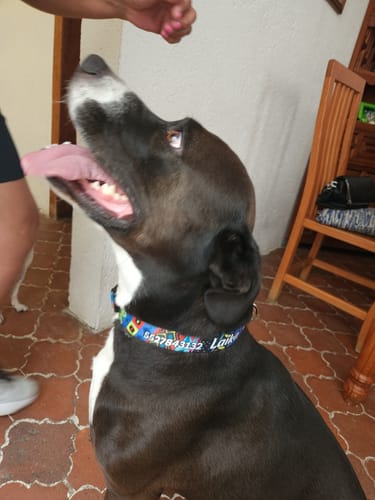 Customer photo review of Pechera: Corazones