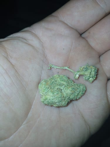 Customer photo review of Georgia Pie Indoor THCA Flower Full Size Buds