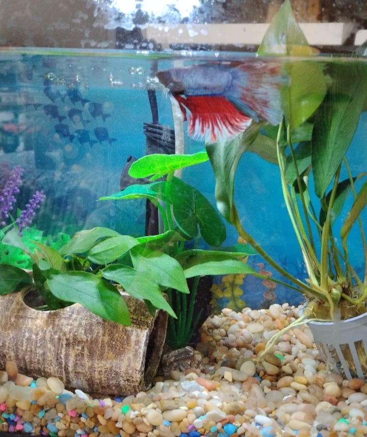 Customer photo review of Anubias Nancon