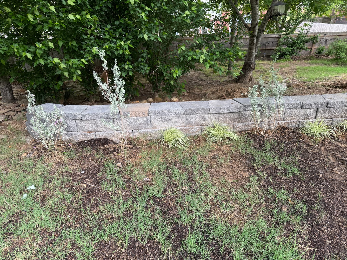 Customer photo review of Texas Sage, Silverleaf Purple Sage
