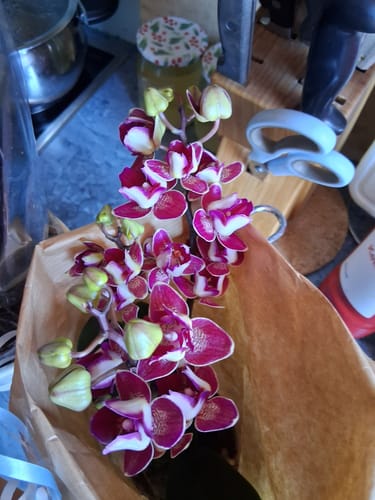 Customer photo review of Pelorische Orchidee Table Dance Chamonix mit weinroten Blüten und 2+ Rispen