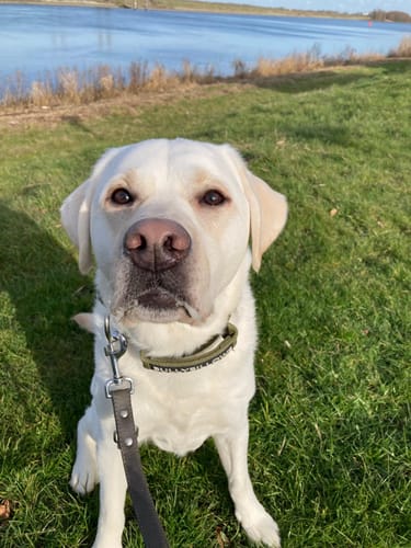 Customer photo review of 5cm Pin Buckle Collar | With Handle - Khaki