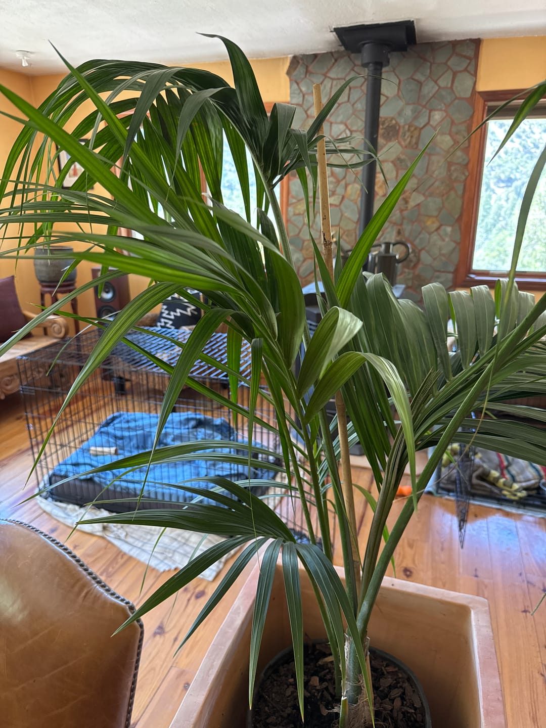 Customer photo review of Kentia Palm, Howea Forsteriana, Exotic and Rare