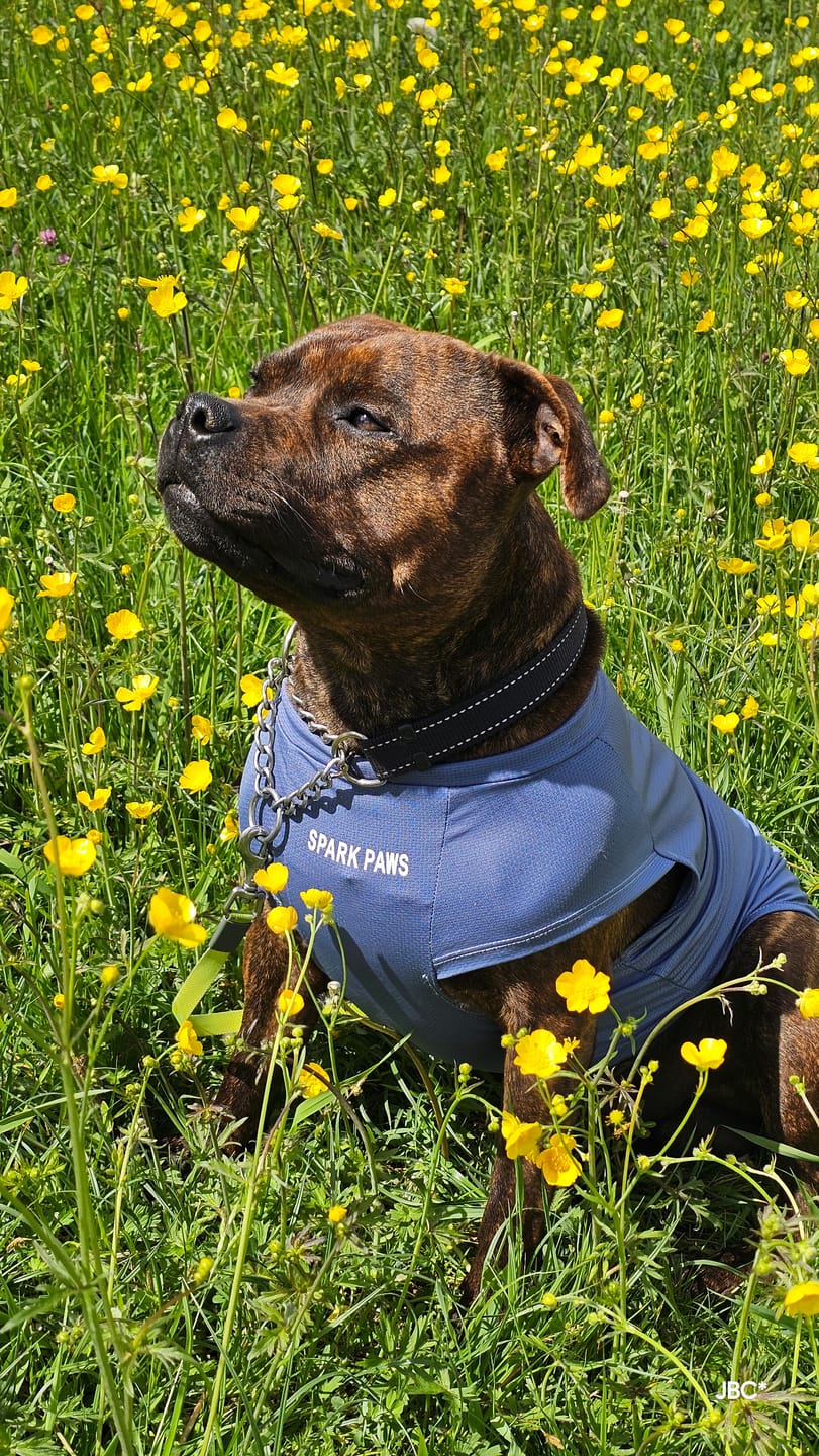 Customer photo review of Sunblock Dog T-Shirt - Navy Blue
