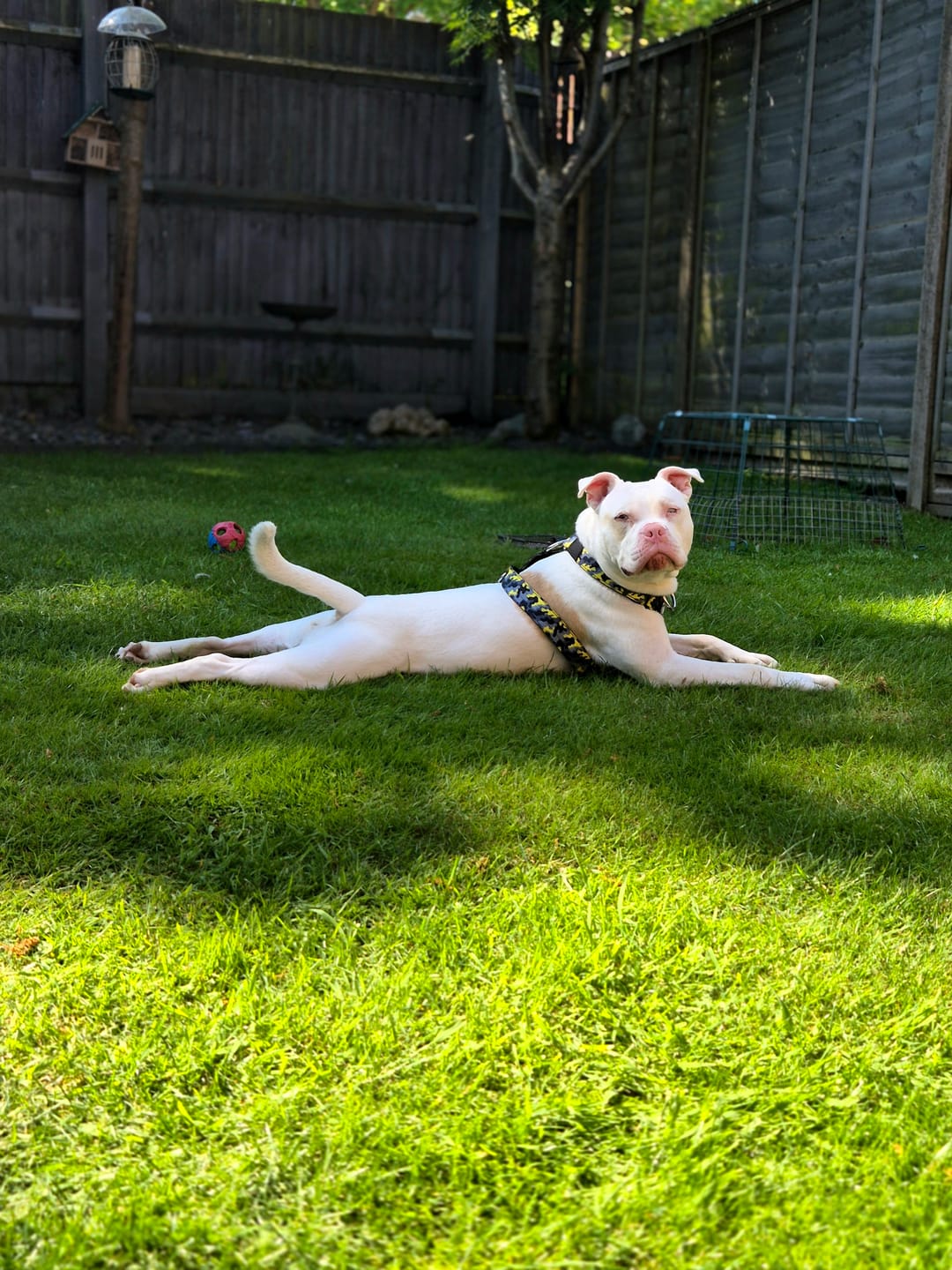 Customer photo review of Training Anti Pull TRI-Harness® | M-XL Breeds - Lightning