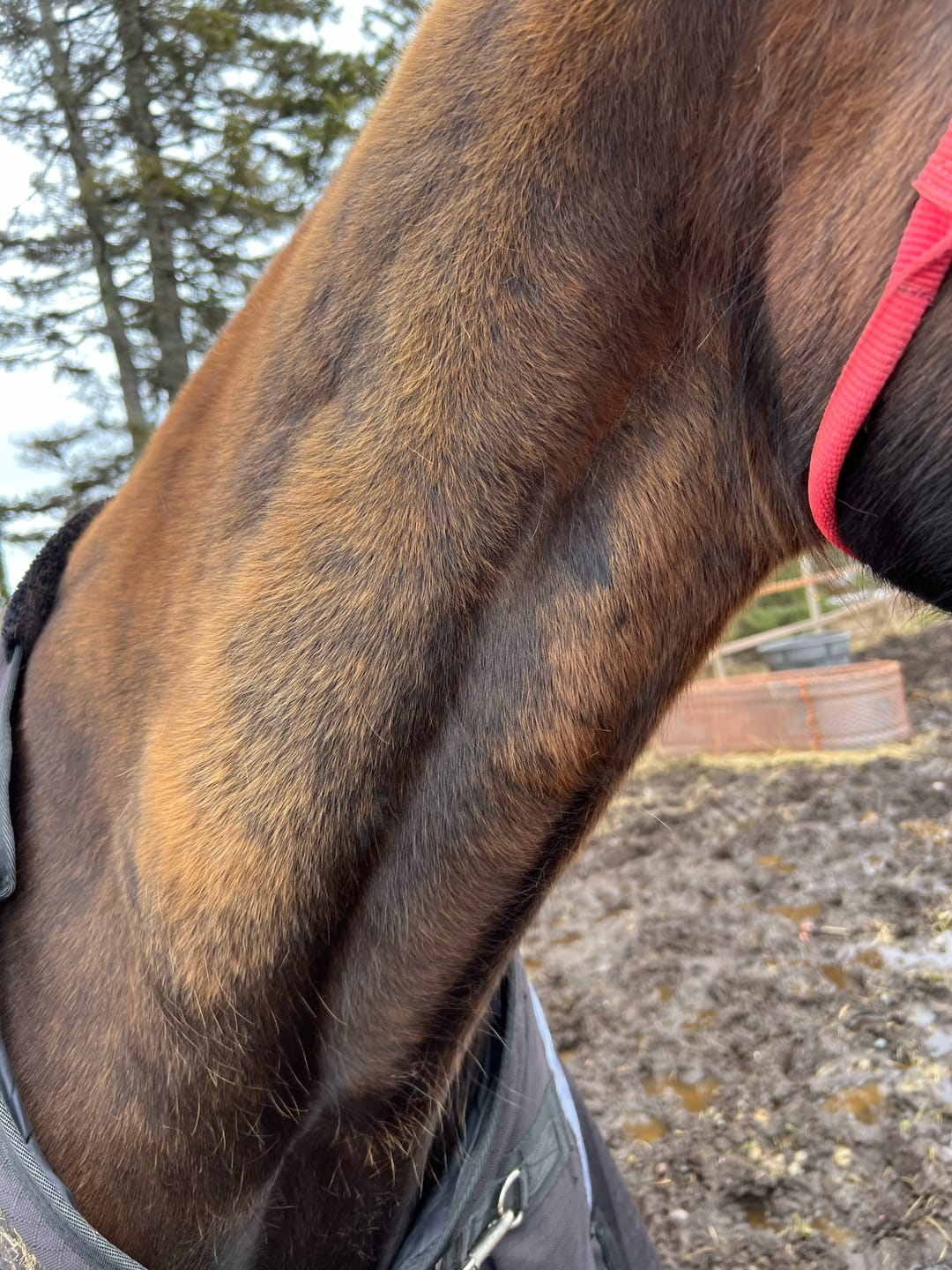 Customer photo review of Aloe Vera Pellets