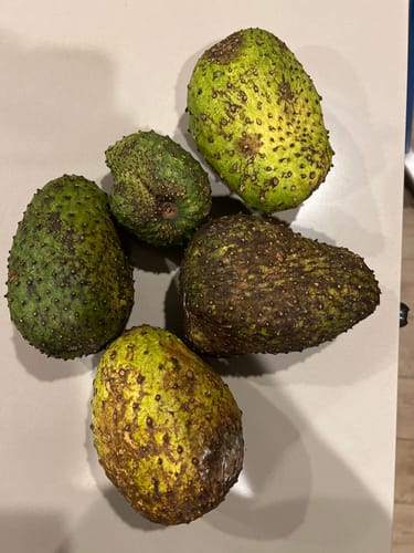 Customer photo review of Soursop