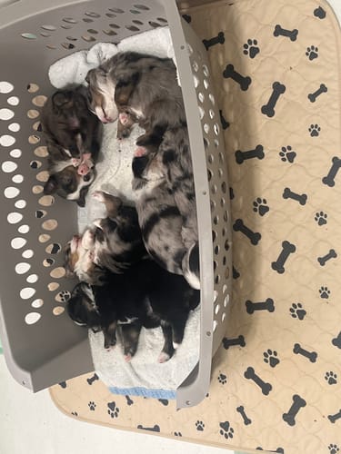 Customer photo review of Potty Buddy™ - The Durable Leak-Free Potty Pad