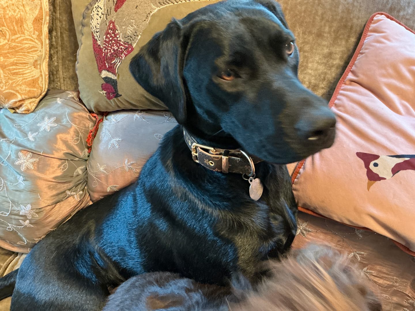 Customer photo review of Premium Vintage Leather Dog Collar