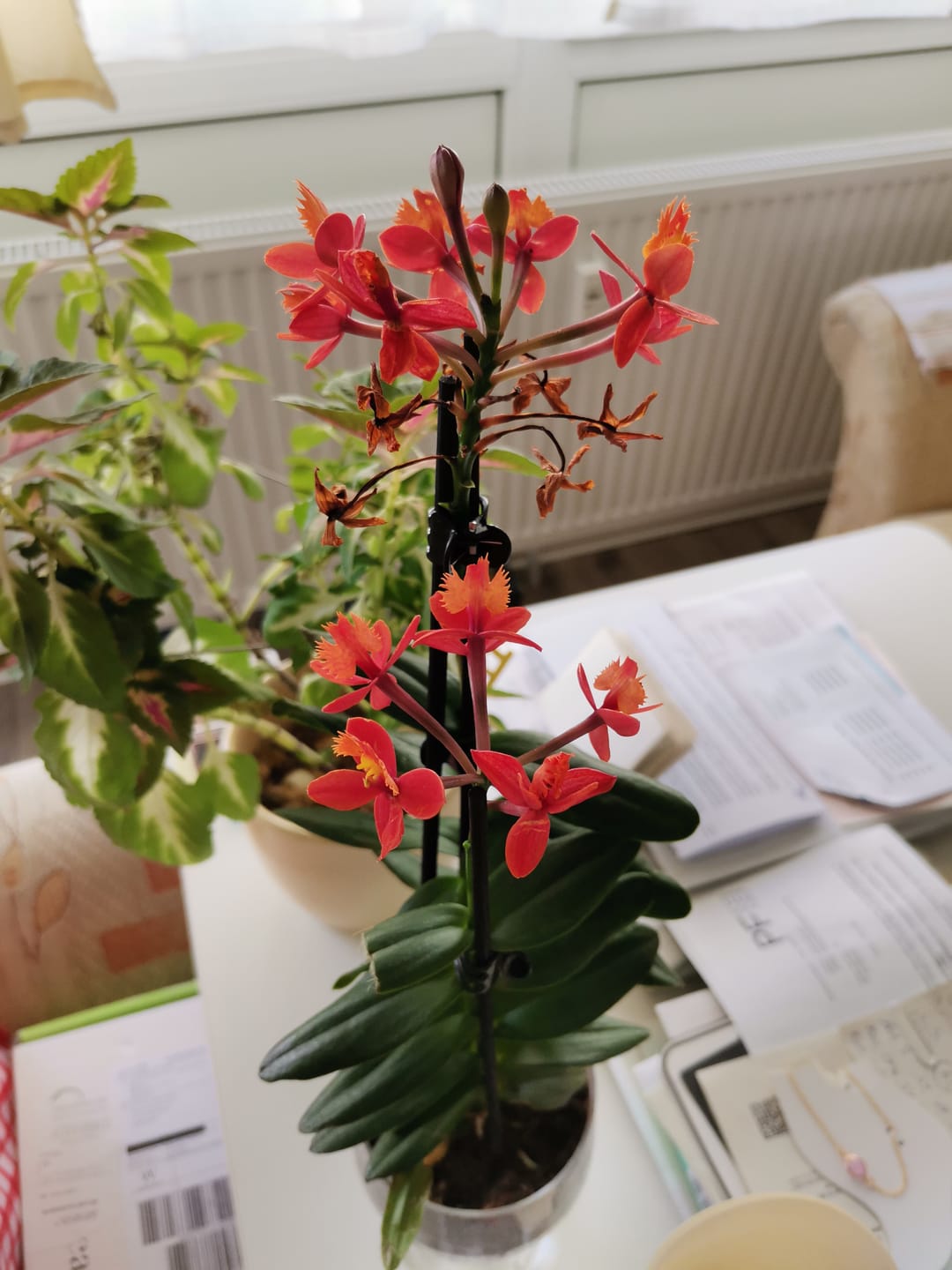 Customer photo review of Epidendrum Nordic Fire Dauerblüher mit orange-roten Blüten und 2 Rispen