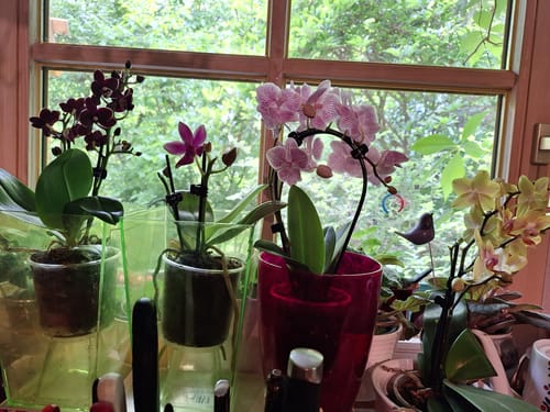 Customer photo review of Table Dance Pereira mit gelb-gepunkteten Blüten und 2+ Rispen