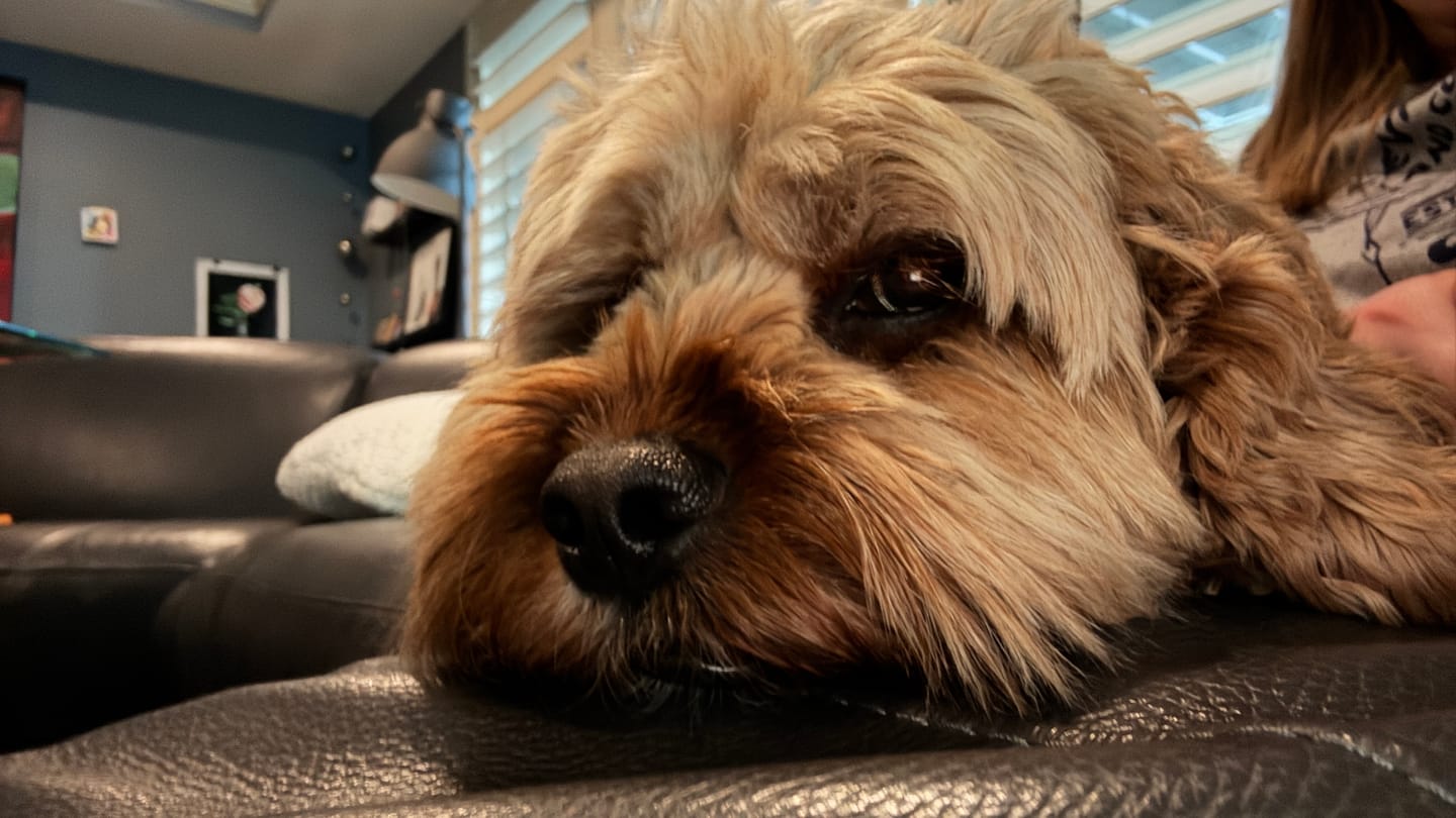 Customer photo review of Royal Canin Gastrointestinal Low Fat + Hydrolyzed Protein Dry Dog Food