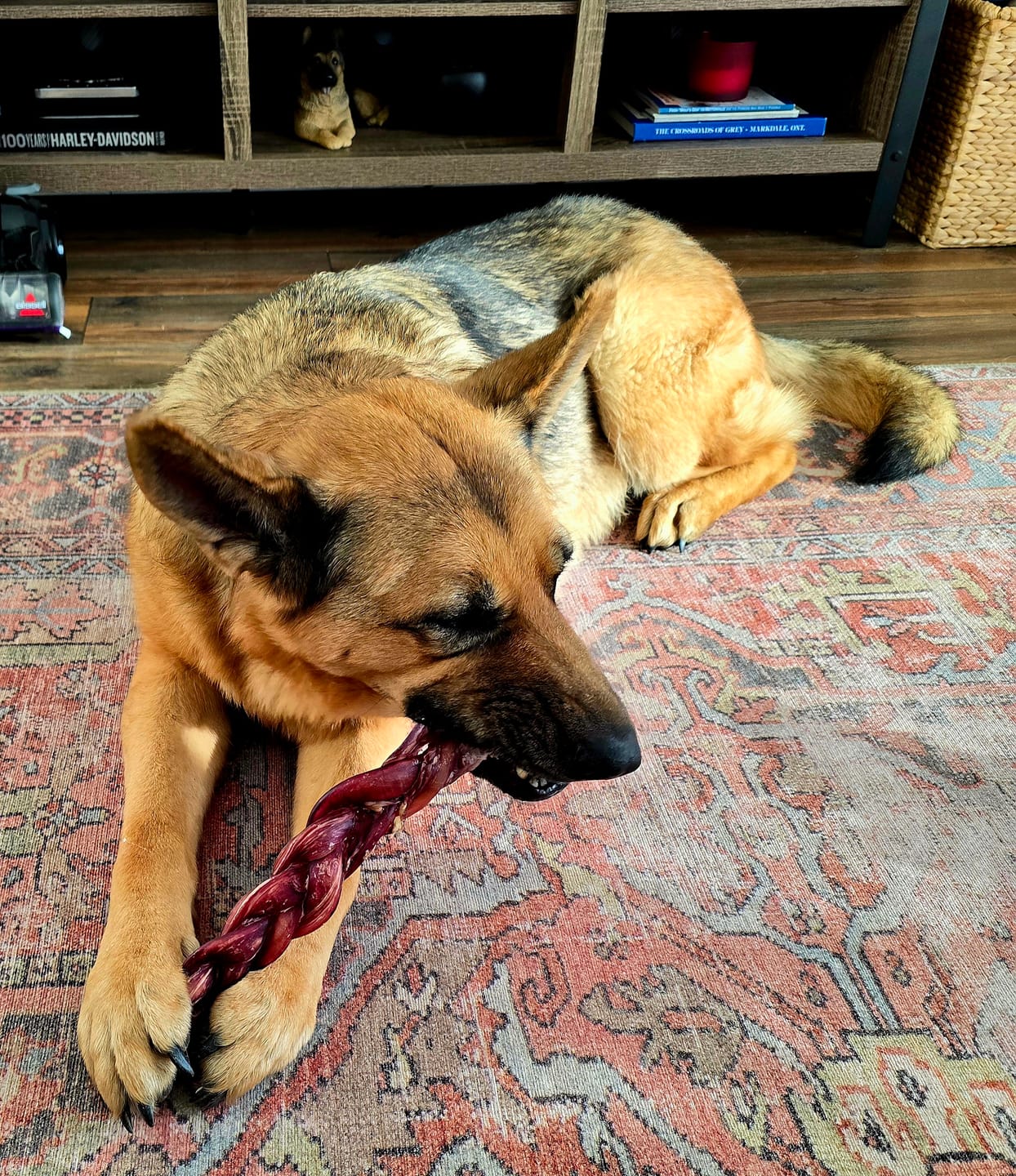 Customer photo review of 6 Inch Monster Braided Bully Stick