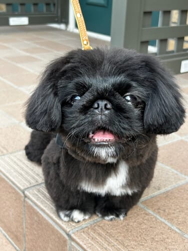 Customer photo review of FunFunPet 高機能ハーネス（お名前タグ作成サービス付き）