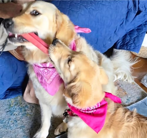 Customer photo review of Strawberry Yak Chews