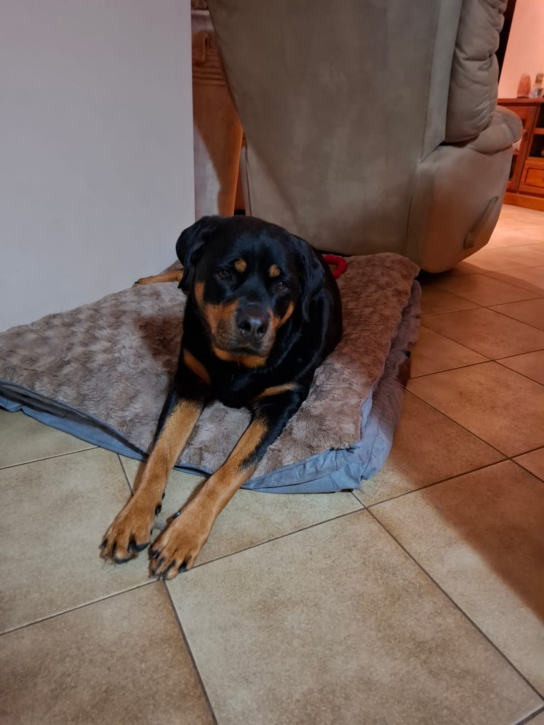 Customer photo review of Pawz Dog Memory Foam Mattress